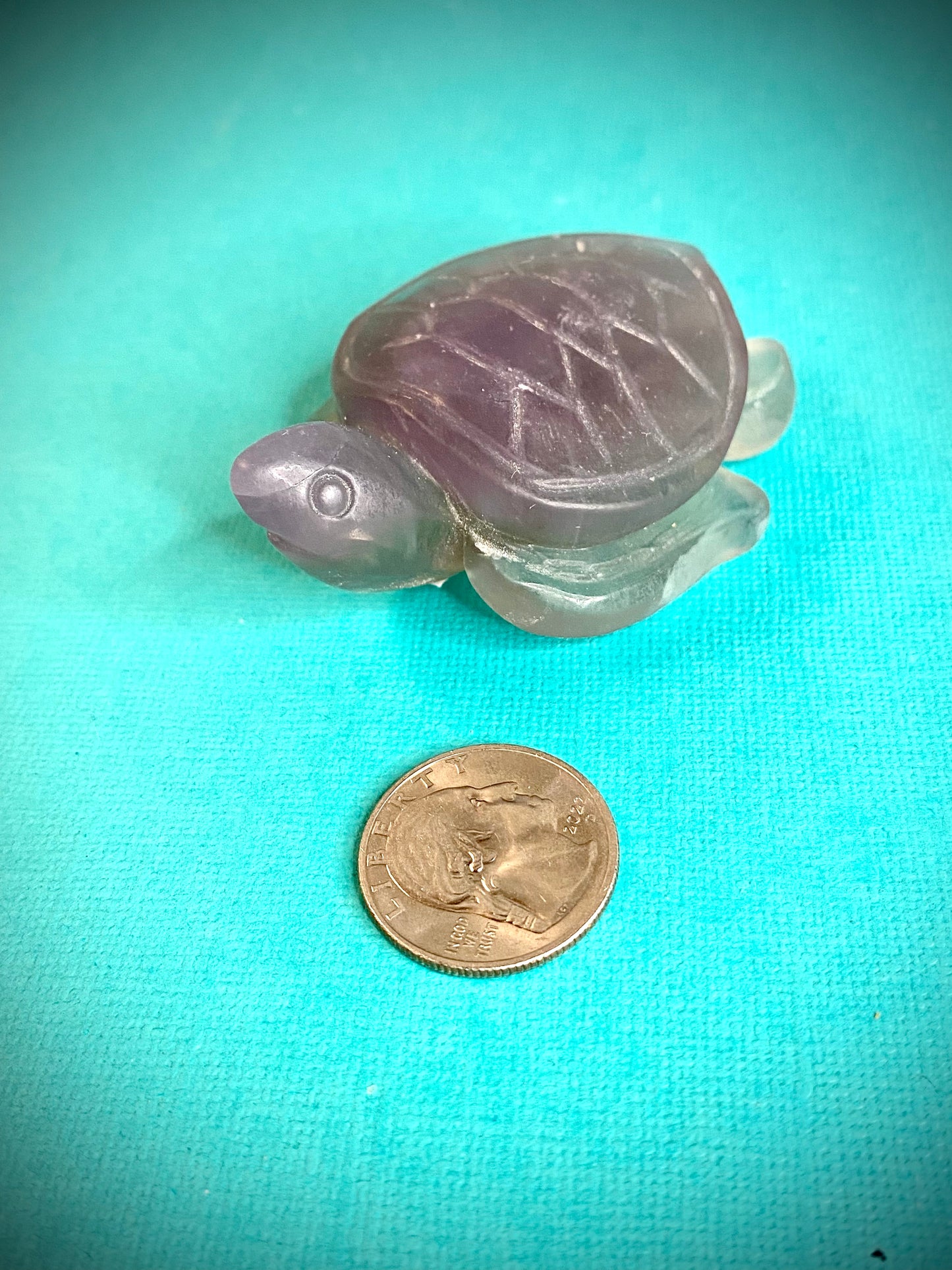 Fluorite Turtle